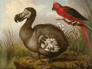 Dodo and Red Parakeet, attributed to William Hodges (1773). No Copyright