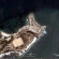 Forte dell'isola di Mozambico, Mozambico