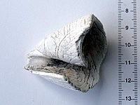 Conus Virgo or Turbo discard after making a Ndoro from the end of it (2)