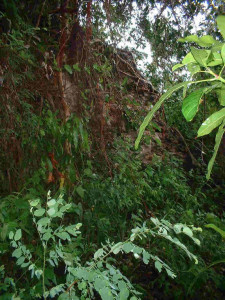 Remains of Ende fort, Ende Island, Indonesia. Author and Copyright Mark Schellekens and Greg Wyncoll