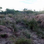 Remains of the outer walls of Angwa Fort 4 showing the serious damage that has occurred due to illegal gold panning activity, Angwa, Zimbabwe. Author and Copyright Chris Dunbar