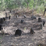 The marker stones from where the Portuguese built their houses, daga mud with pole imprints is still scattered on the ground. Luanze, Zimbabwe. Author and Copyright Chris Dunbar..