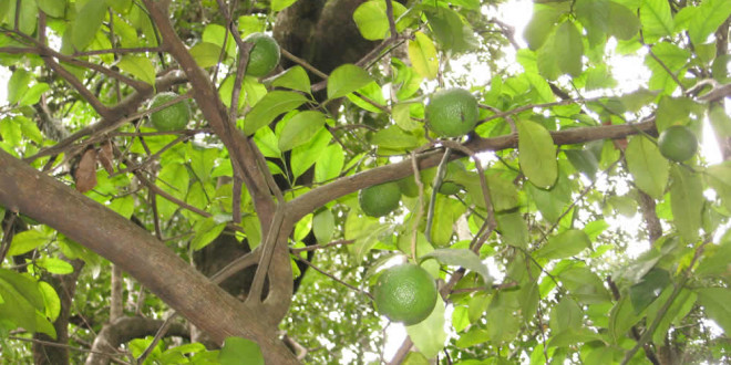 The trees are still successfully bearing a number of fruit, Piringani, Zimbabwe. Photo © by Chris Dunbar
